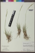 Poa secunda subsp. secunda image