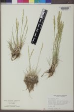 Poa secunda subsp. secunda image