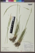 Poa secunda subsp. secunda image