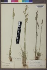 Poa secunda subsp. secunda image