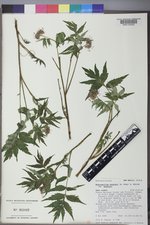 Hydrophyllum fendleri var. fendleri image