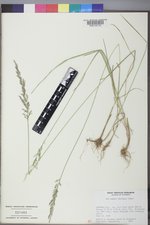 Poa secunda subsp. secunda image