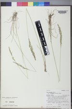 Poa secunda subsp. secunda image