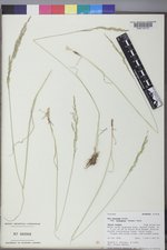 Poa secunda subsp. secunda image