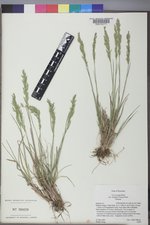 Poa secunda subsp. secunda image