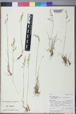 Poa secunda subsp. secunda image