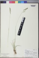 Poa secunda subsp. secunda image