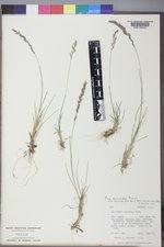 Poa secunda subsp. secunda image