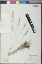 Poa secunda subsp. secunda image