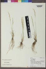 Poa secunda subsp. secunda image