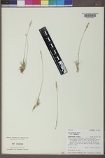 Poa secunda subsp. secunda image