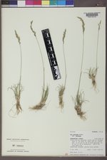 Poa secunda subsp. secunda image