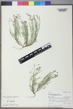 Astragalus miser var. praeteritus image