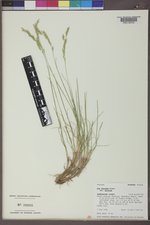 Poa secunda subsp. secunda image