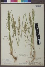 Poa secunda subsp. secunda image