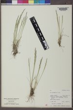 Poa secunda subsp. secunda image