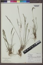 Poa secunda subsp. secunda image