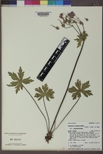 Geranium viscosissimum image