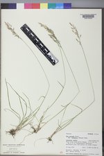 Poa secunda subsp. secunda image