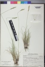 Poa secunda subsp. secunda image