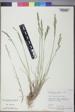 Poa secunda subsp. secunda image