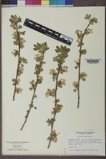 Ribes aureum image