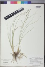 Redfieldia flexuosa image