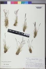 Agrostis humilis image