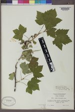 Ribes hudsonianum image