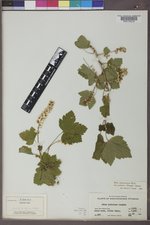 Ribes hudsonianum image