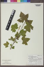 Ribes hudsonianum image