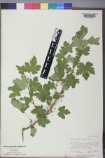 Ribes lacustre image