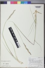 Spartina gracilis image