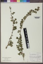 Ribes oxyacanthoides var. setosum image