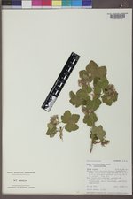 Ribes viscosissimum image