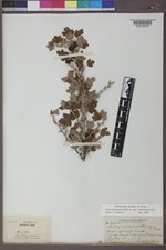 Ribes oxyacanthoides image