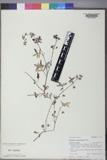 Nemophila breviflora image