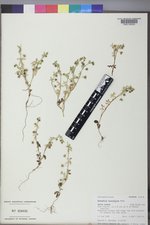 Nemophila breviflora image