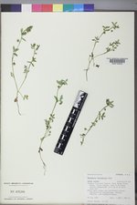 Nemophila breviflora image