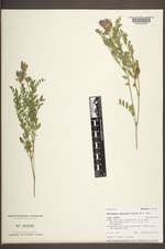 Astragalus agrestis image