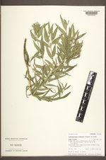 Lithospermum ruderale image