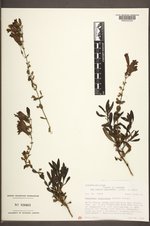 Penstemon fruticosus image