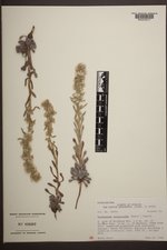 Oreocarya glomerata image