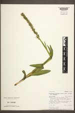 Platanthera dilatata var. dilatata image