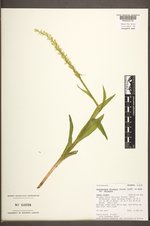 Platanthera dilatata var. dilatata image