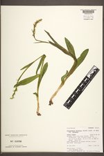 Platanthera dilatata image