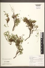 Salix cascadensis image