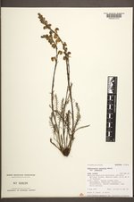 Pedicularis contorta var. contorta image
