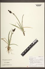 Carex paysonis image