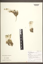 Draba paysonii var. treleasii image
